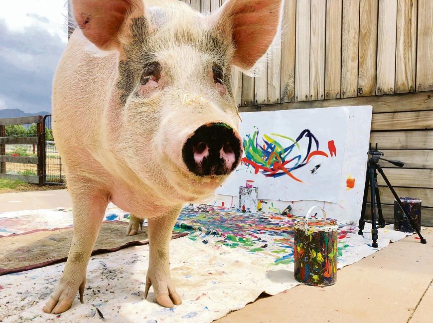 Pigcasso creates paintings worth thousands of rands. Picture: Supplied