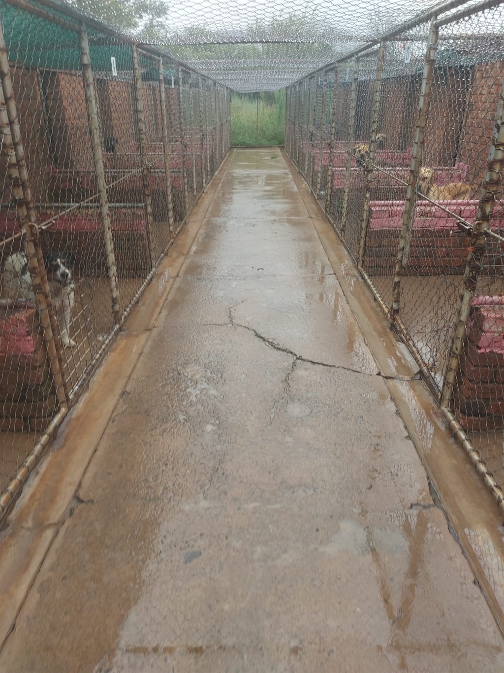 SPCA premises flooded after heavy rains