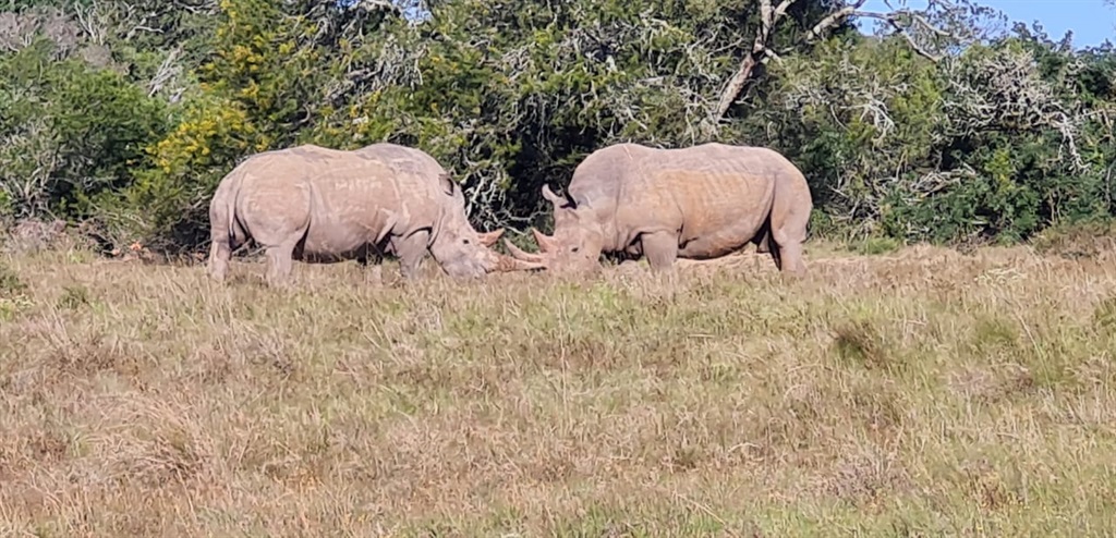 White rhinos Bonnie and Clyde in the Schotia Private Game Reserve in the Eastern Cape. 