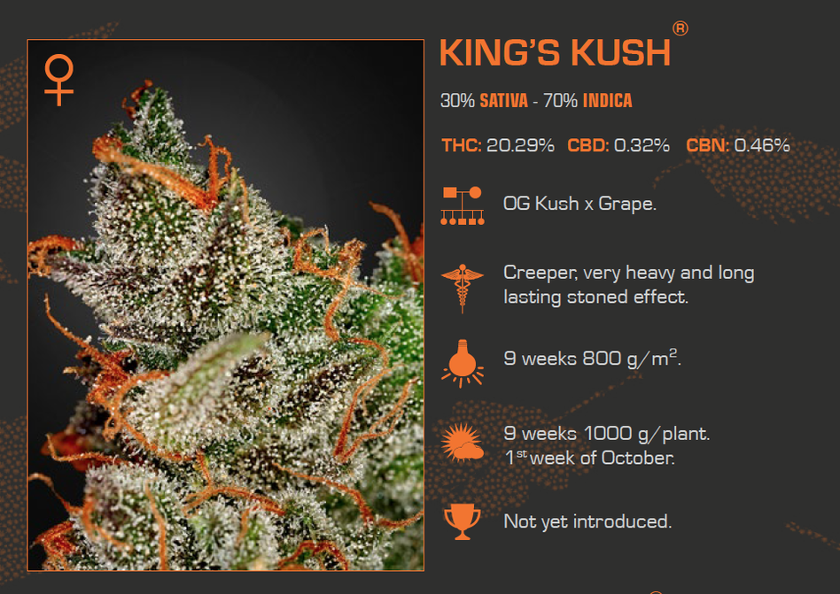 King's Kush cannabis strain