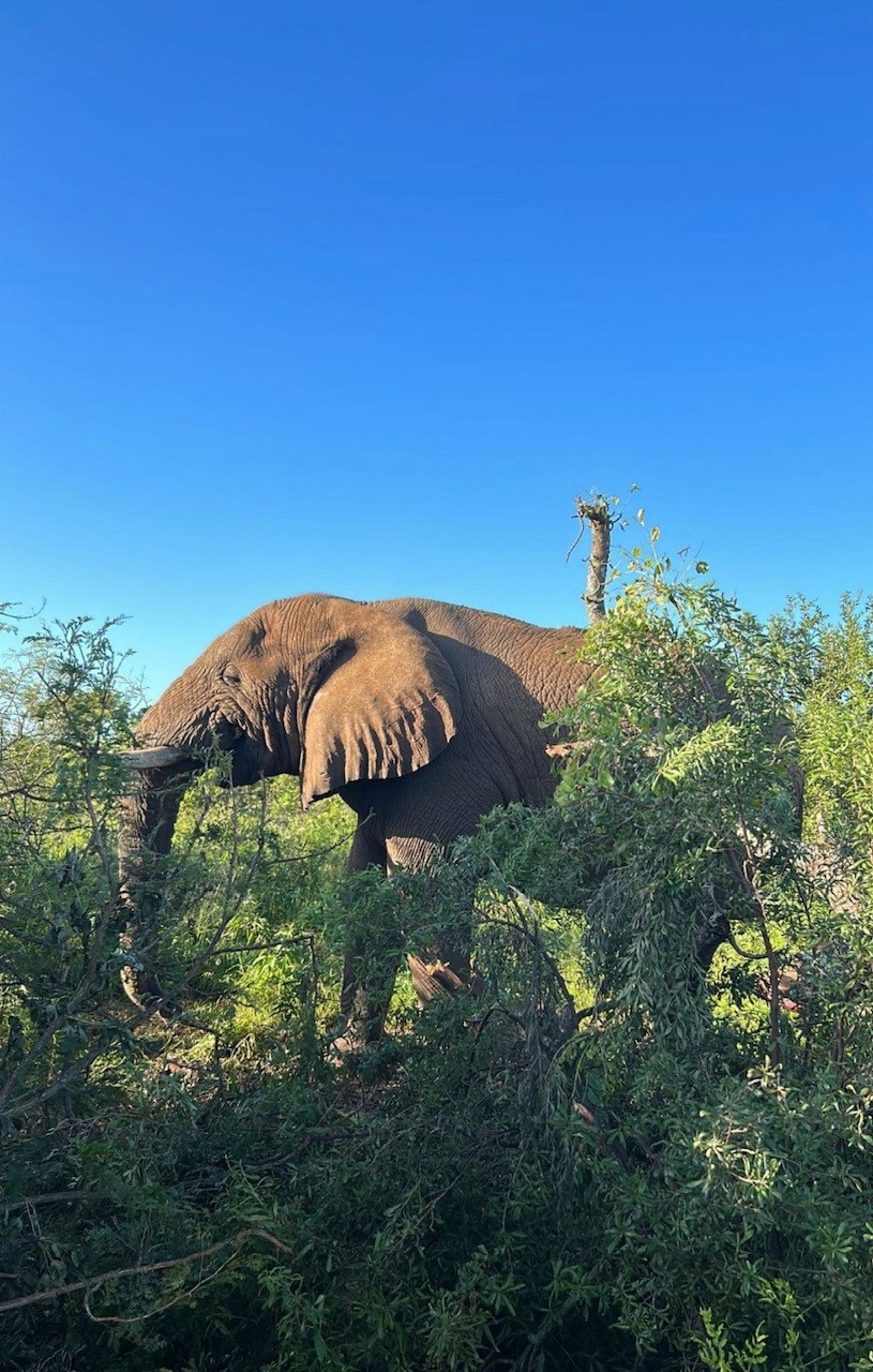 Safari snaps taken by Keagan Buchanan during AmaZu