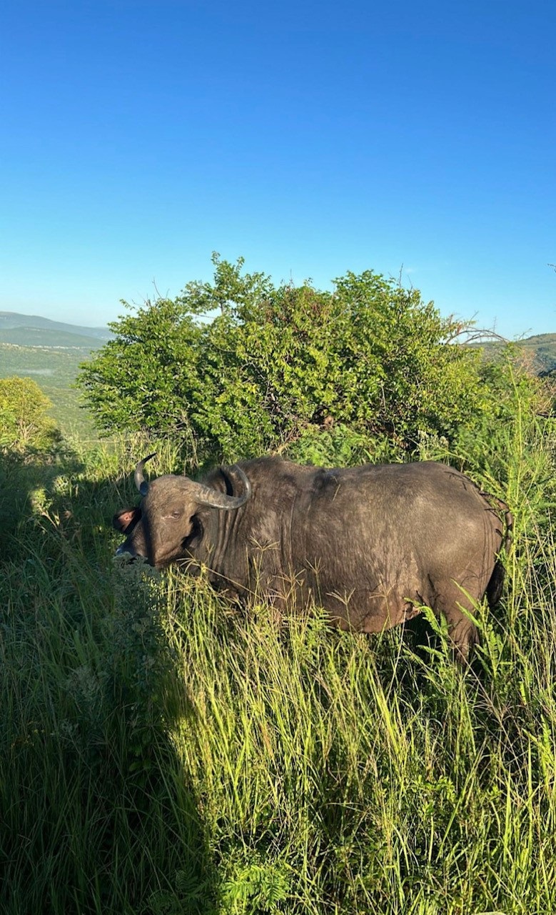 Safari snaps taken by Keagan Buchanan during AmaZulu's trip to Hluhluwe.