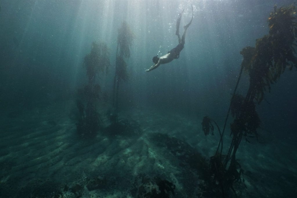 Freediver Craig Foster swims through the kelp forest in a still from the Oscar-winning documentary My Octopus Teacher. (Photographs supplied by the Sea Change Project)
