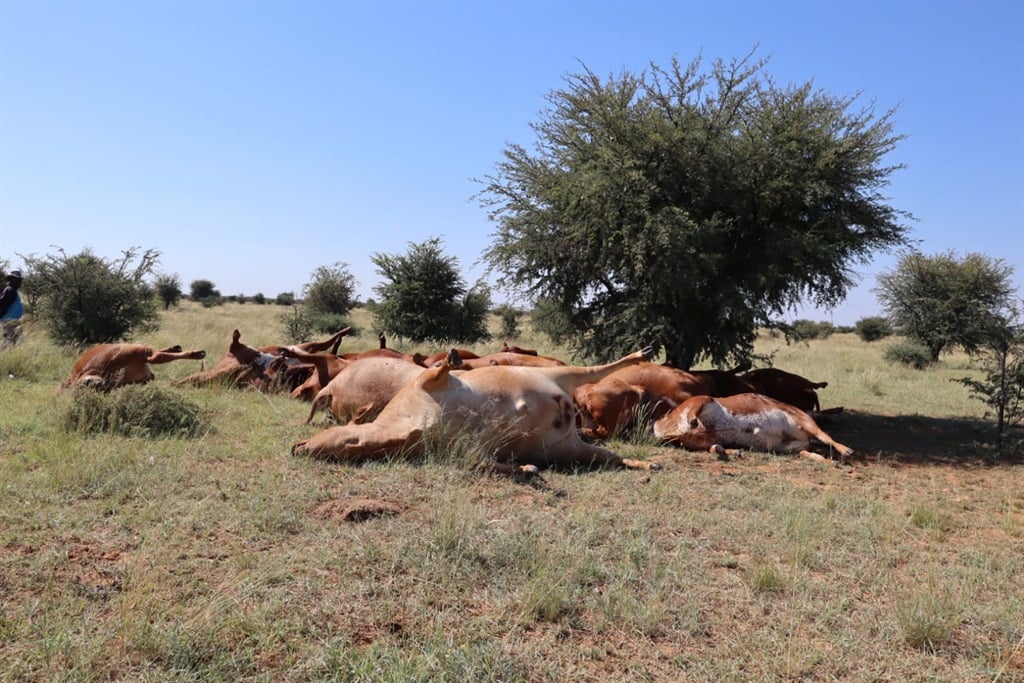 We suffered a great loss': Farmer loses large part of income after lightning  kills 21 cows | News24