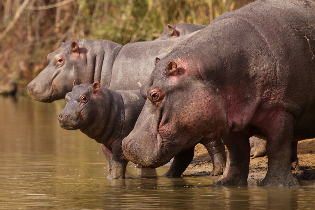 Three orphaned hippos have been released back into the wild, but their rehabilitation has required years of dedication from an Eastern Cape team of rangers and vets.