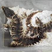 Cobra, lizards found in PostNet parcel in alleged smuggling bid