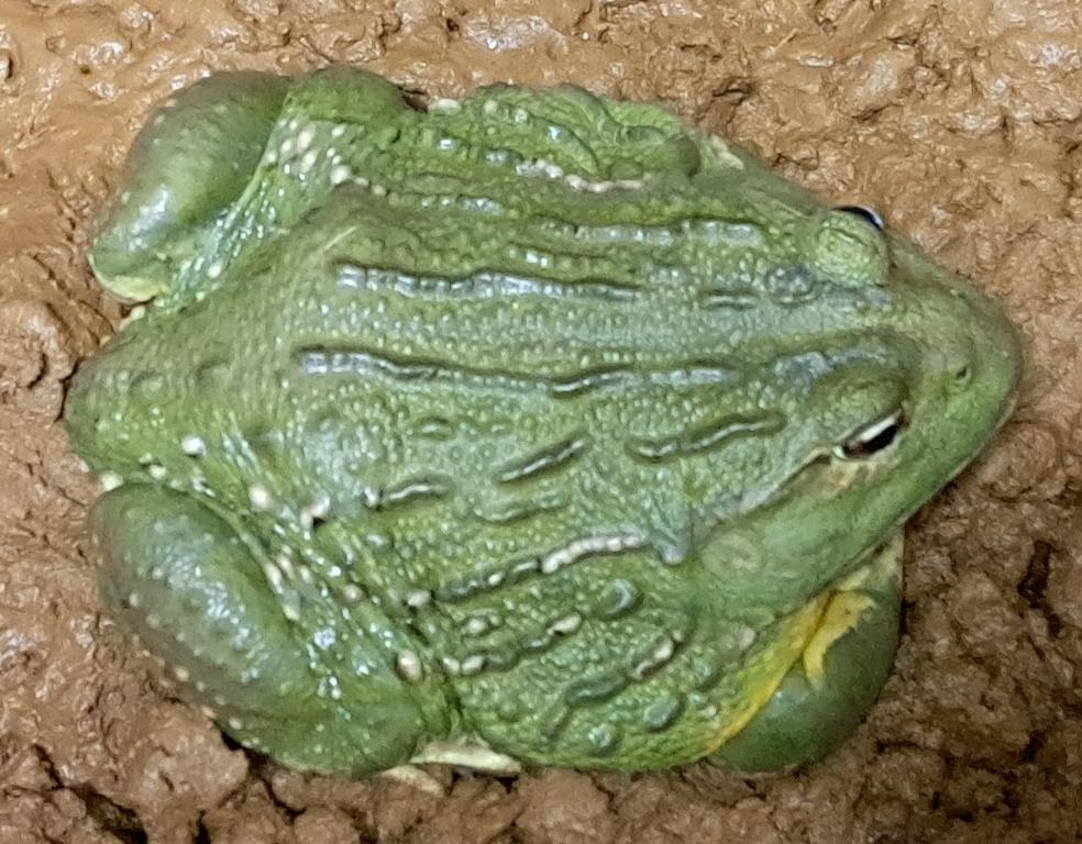 African bull frogs were among the 19 reptiles and 