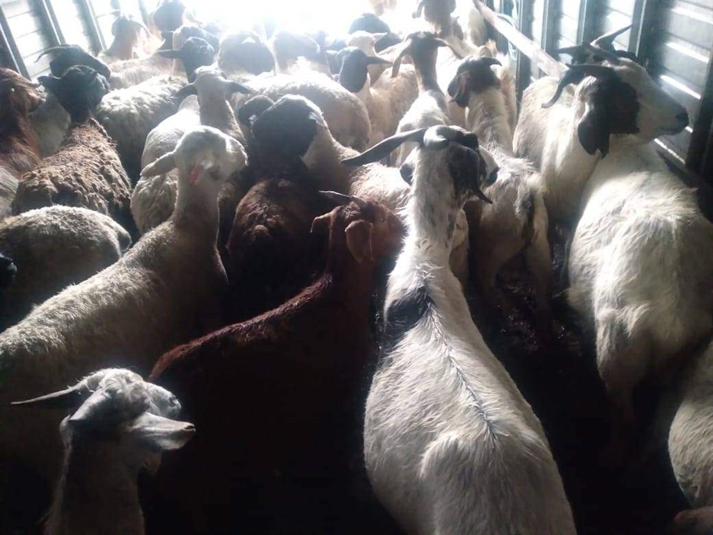 Stock theft recovered by police. Photo supplied