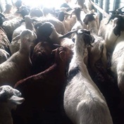 Man in court for alleged stock theft!