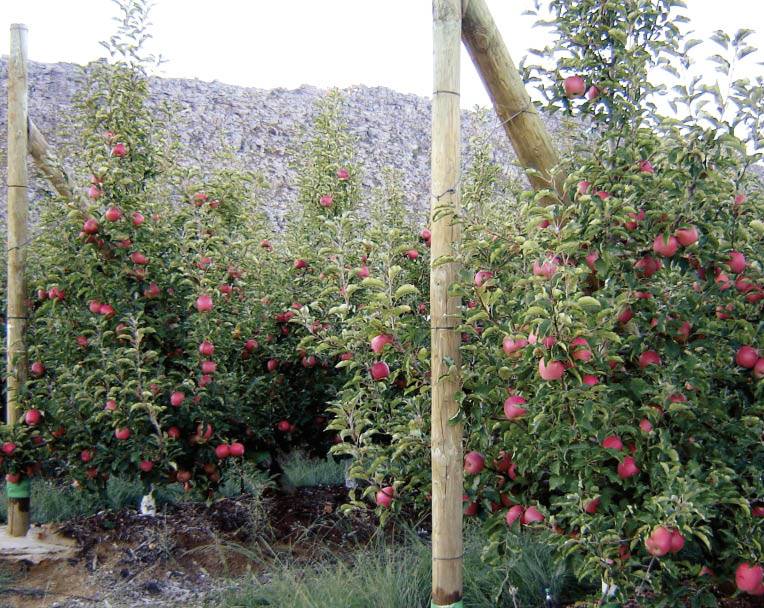 Die boord van die toekoms-projek van Hortgro het destyds begin met Dutoit Agri se Rosy Glo-appelboord op die Paardekloof-landgoed in die Witzenbergvallei naby Ceres. FOTO: DUTOIT AGRI 