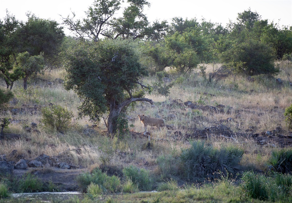 A young lion was spotted near Punda Maria before s