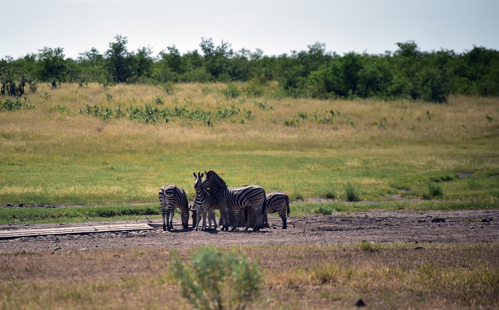 Zebra gather at an artificial watering hole under 