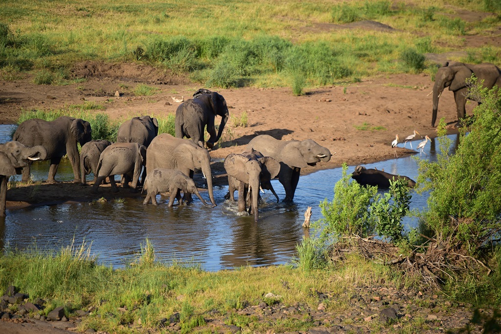 A herd of elephants on the Limpopo River in northern Kruger national Park. Photo by Lerato Sejake