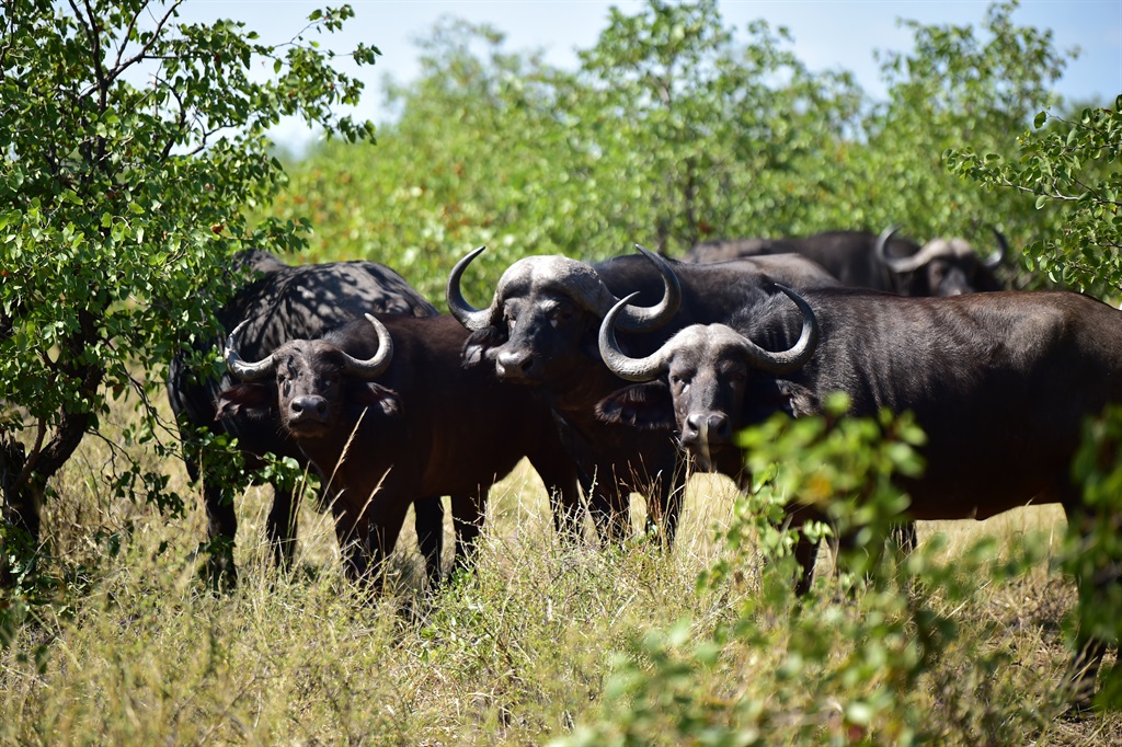 A herd of buffaloes was caught grazing in the Nxan