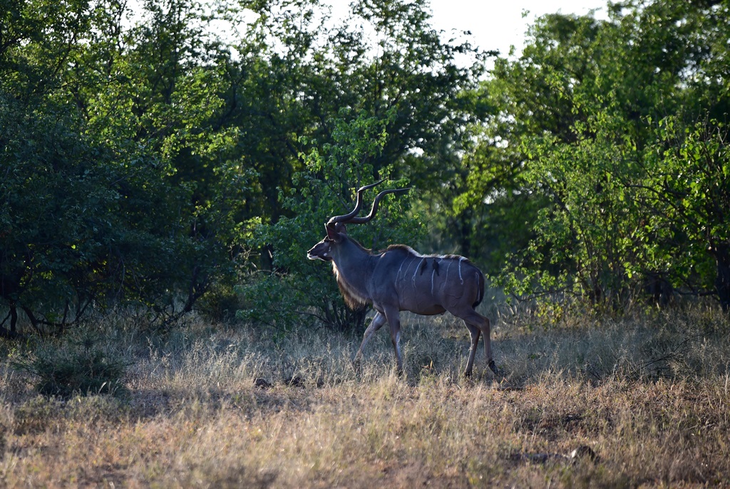 A kudu with some oxpecker on its back. Photo by Le