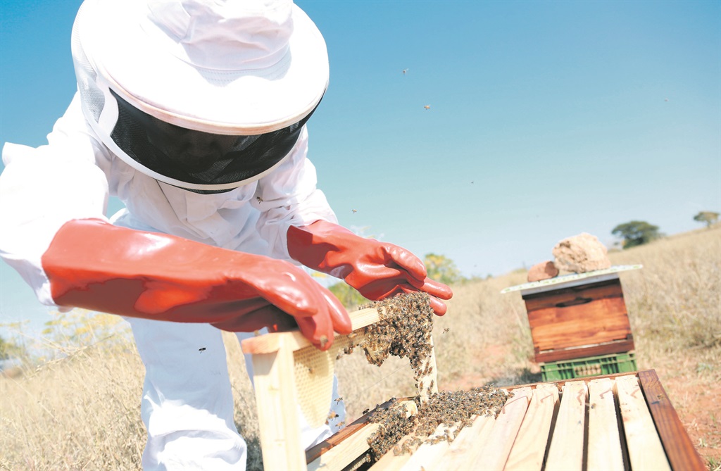 A Native Nosi beekeeper inspects a hive. Picture: Mogomotsi Sambo