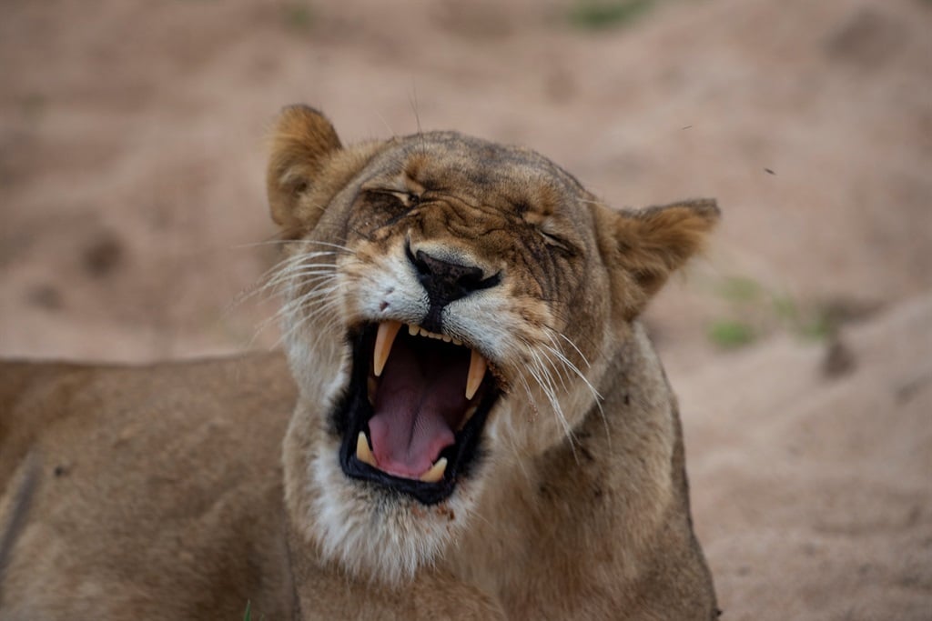 A lioness yawns in front of visitors on a game drive.