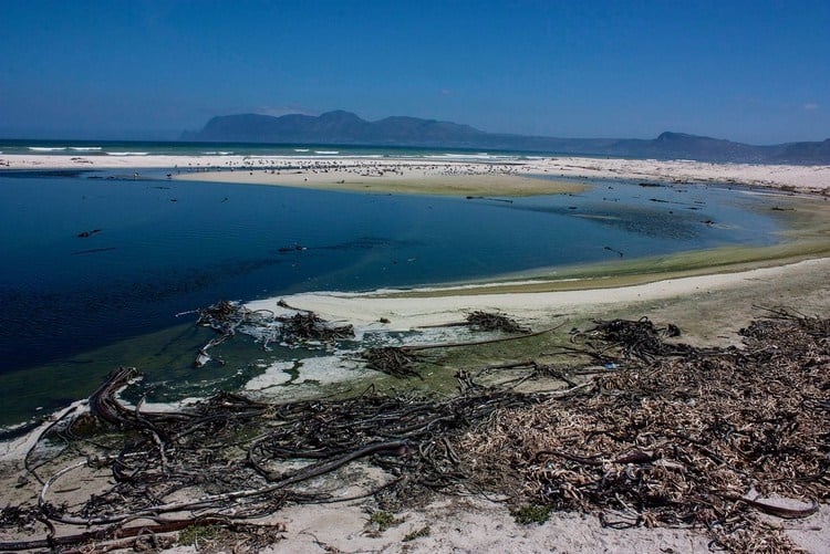 Green-brown water flows directly from the Cape Flats sewage works into False Bay at Strandfontein. (Steve Kretzmann/WCN)