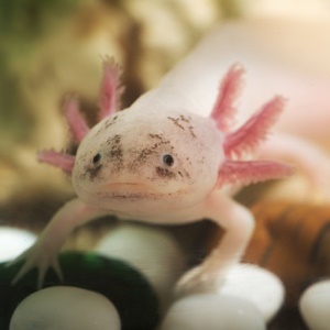 This salamander has an almost total regenerating capacity. 