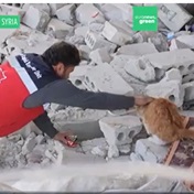 WATCH | Volunteer travels 100 km a day to rescue animals in earthquake-hit northwest Syria