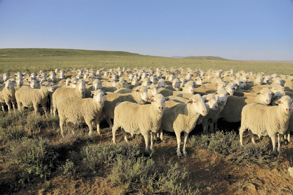 Die eerste wolveiling in Februarie is gekanselleer weens ’n tekort aan wol. FOTO: JOHAN NORVAL
