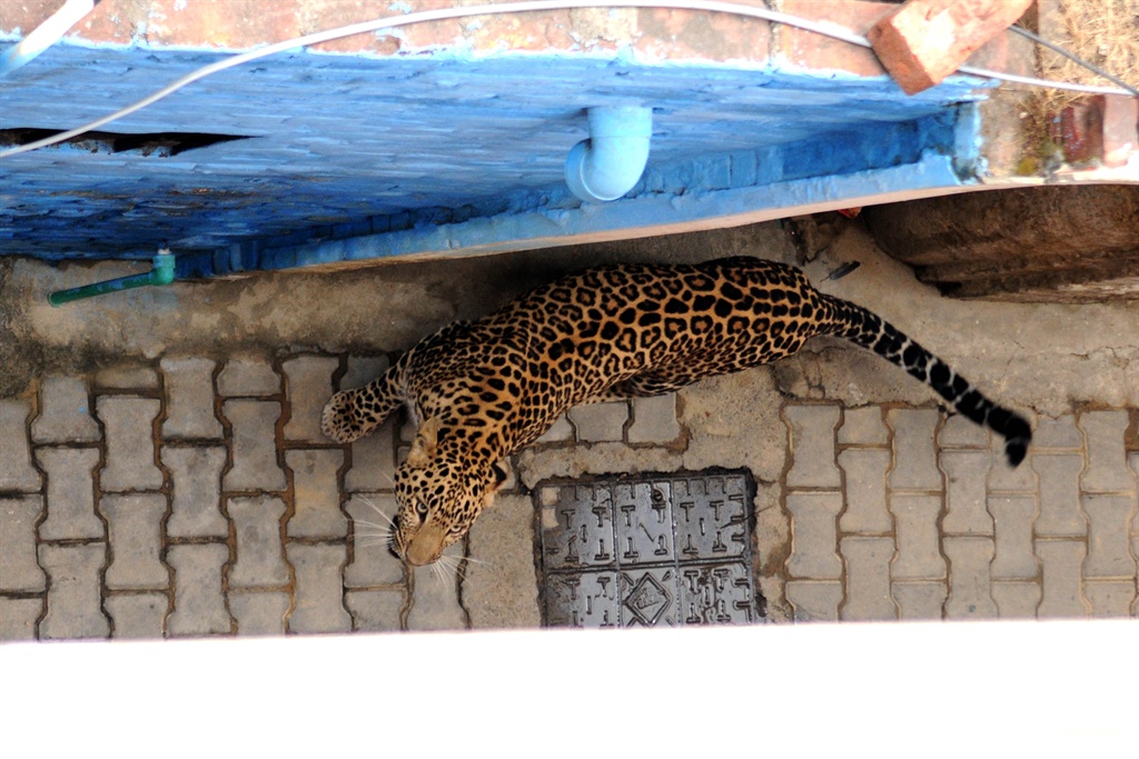 A leopard in an Indian residential area. Photo by Getty Images