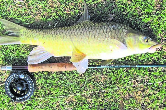 Natal Yellowfish, aka Scaly’s are on hold while the rivers run ‘chocolate’.