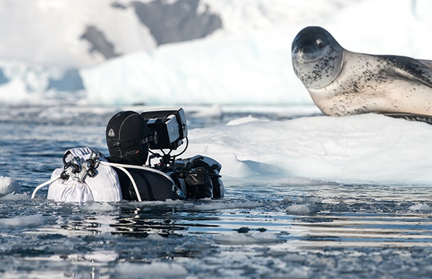 Leopard seals in Antarctica. 
