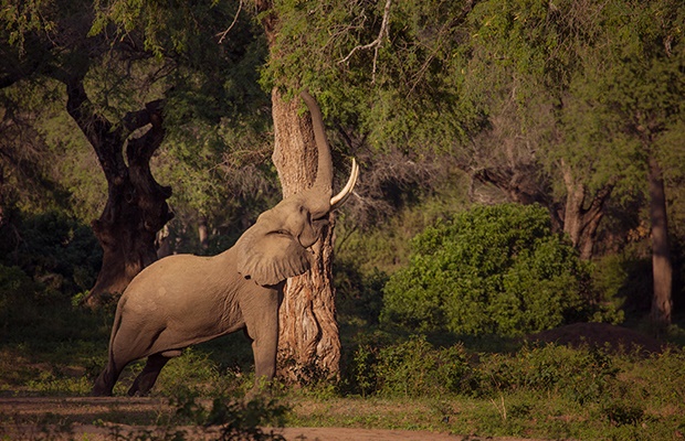 An elephant in Zimbabwe. 