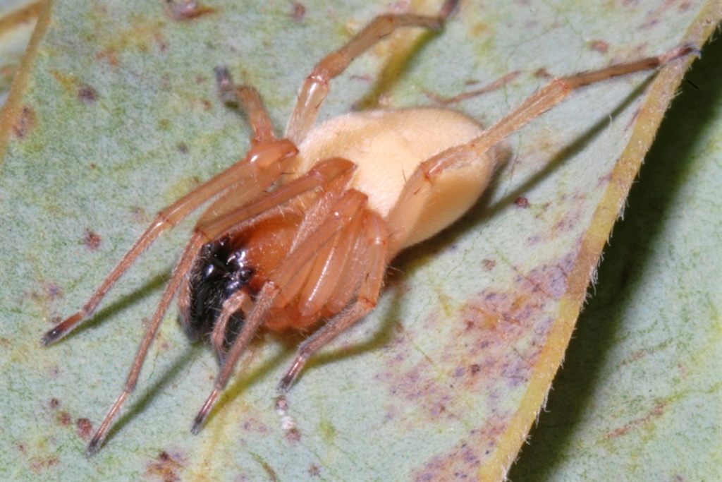 sac spider