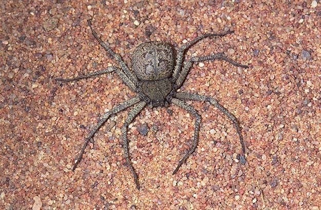 six-legged spider