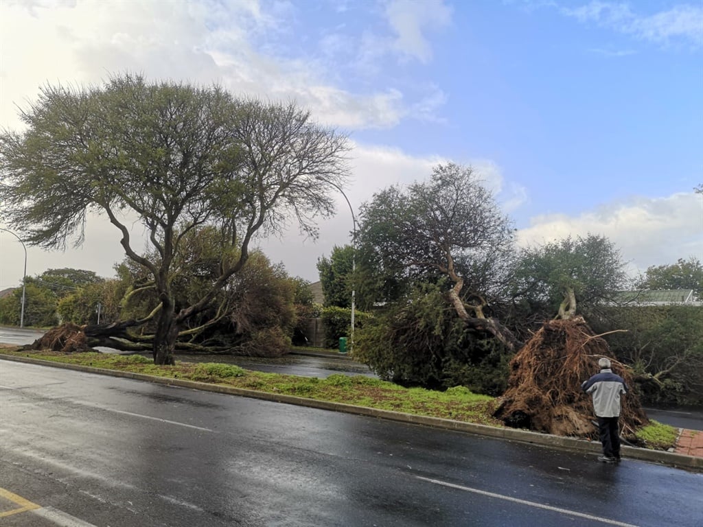 Trees uprooted in Bellville