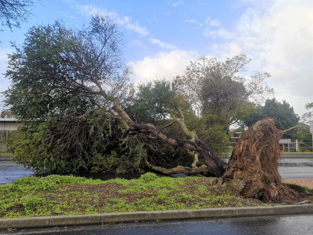 Trees uprooted in Bellville