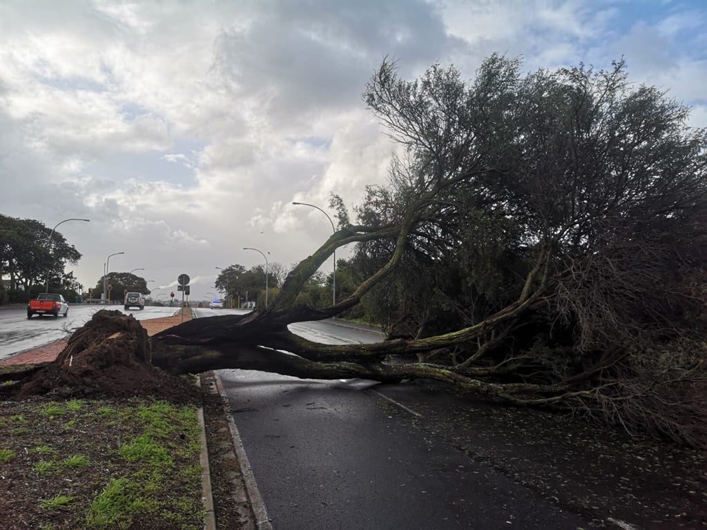 Trees uprooted in Bellville