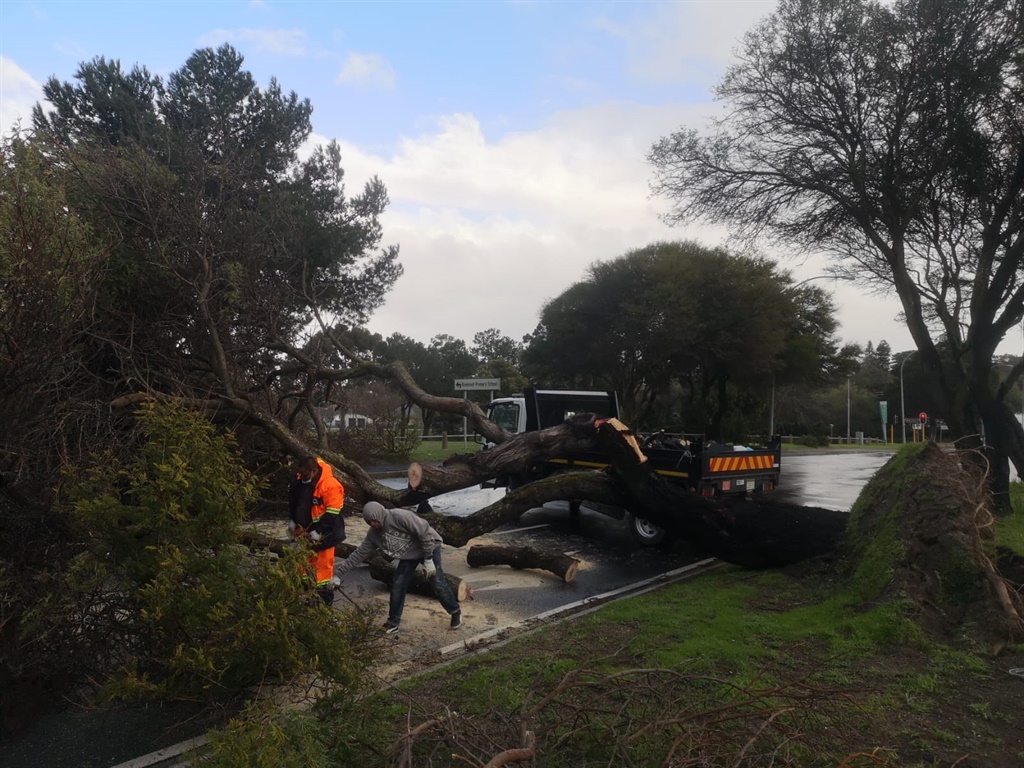 Trees uprooted in Bellville