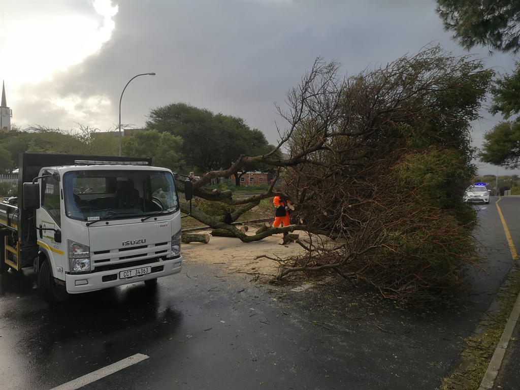 Trees uprooted in Bellville