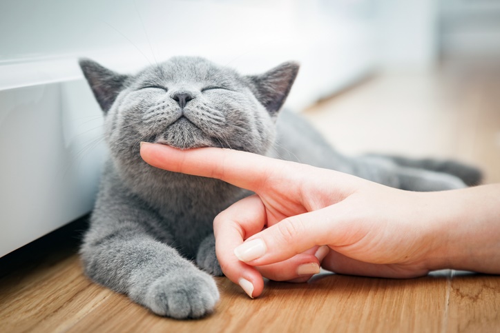 Happy kitten likes being stroked by womans hand. T