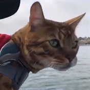 WATCH | Maverick the Surfing Cat can 'hang ten'