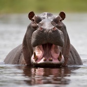 WATCH | Colombia hopes to fly drug lord Escobar's 150 'out of control' hippos to Mexico and India