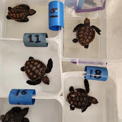<p><strong>80 turtle hatchlings left stranded after storm</strong></p><p>Over 80 loggerhead turtle hatchlings were rescued from beaches around the Western Cape, following storms in the province on the weekend.</p><p>In a social media post, the Two Oceans Aquarium said that the turtles were on their way to the&nbsp; Turtle Conservation Centre for immediate care.</p><p>The Aquarium called on beachgoers to be on alert for stranded hatchlings.</p><p>Capetonians can also donate cleaned, empty ice cream containers at the Two Oceans Aquarium front desk. These containers will be used to isolate the hatchlings during their initial period of intensive care. </p><p><em>- Nicole McCain</em></p><p>(Photo:&nbsp;Two Oceans Aquarium)<em></em><strong></strong></p>