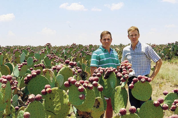 Die neefs mnre. WJ (links) en Michiel Kotzé het Mokhoraan Prickly Pear Products in 2018 begin om die plaas se turksvyboorde kommersieel te benut. foto:  Vida  Booysen