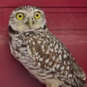 WATCH | OOPS! Owl accidentally boards cruise ship and gets 2-week Caribbean vacation