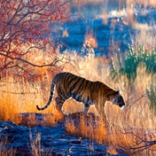 India's tiger population rises above 3 000