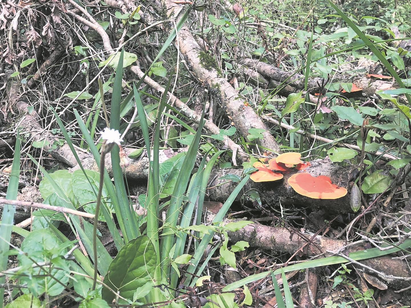 Kyk net die potsierlike fungi met die mooi kleure op die Groenewyde-staproete in die Groenkopstaatsbos buite George.