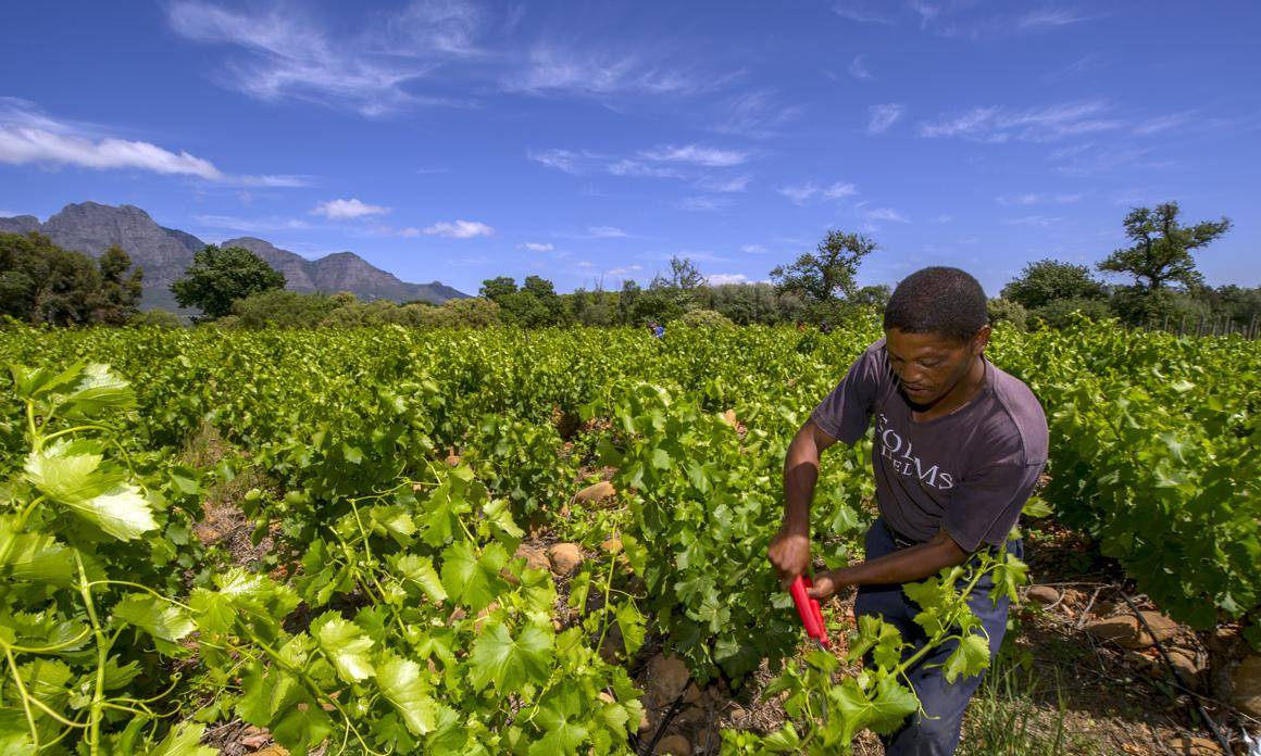 Once a poster child for the transformation of land ownership, the Solms-Delta wine farm in the Western Cape has fallen on hard times. In this 2015 photo, Hendrick Banies works in the vineyards. Picture: Jaco Marais