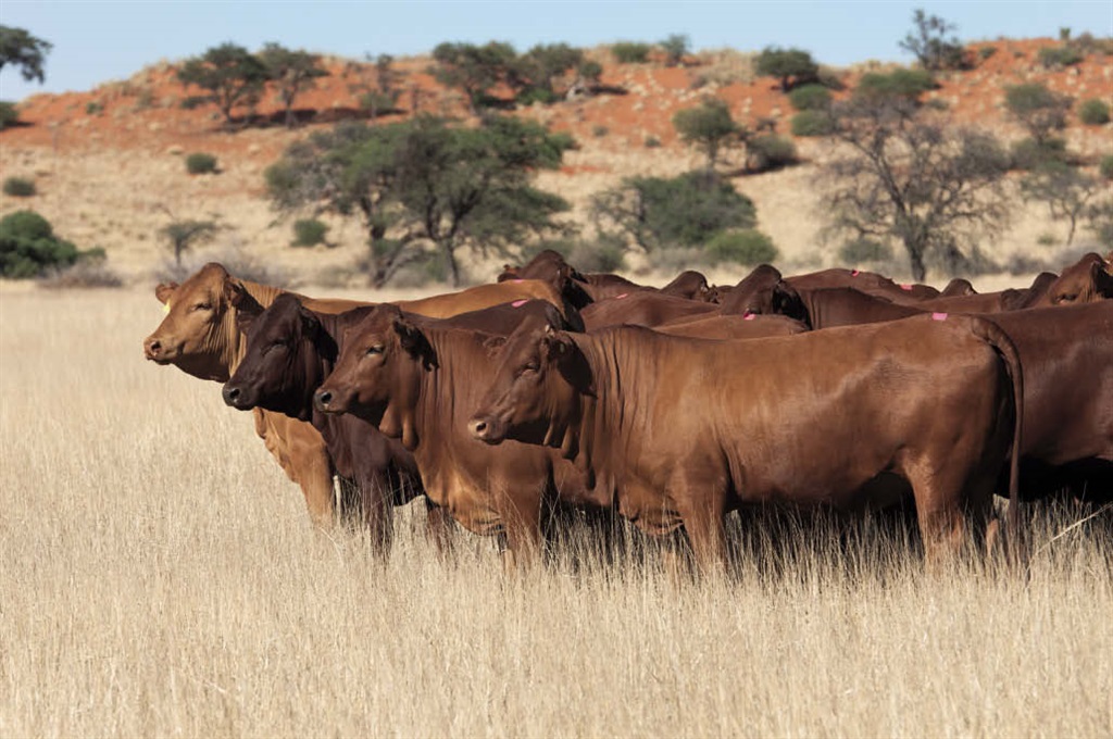 Die Namibiese rooivleisbedryf put groot voordeel uit goeie gesondheidsbeheer en naspeurbaarheid. Dié bedryf het ’n “rooilyn” wat sorg dat geen beeste in die verre noorde van die land met ander in die bek-en-klouseervrye gebied in aanraking kom nie. Foto: LBW-argief