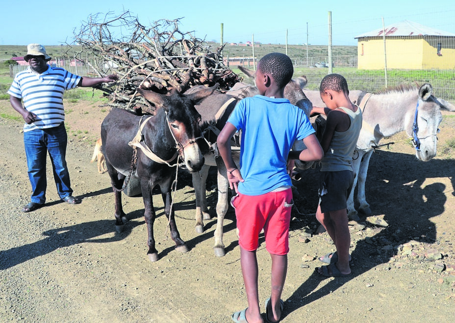 Luzuko Lupho and his two nephews Sihle and Sinoxolo put food on the table by using donkeys.     Photo by Lulekwa Mbadamane