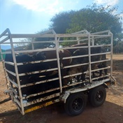 Madala (60) arrested for cattle theft!  