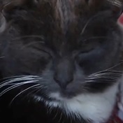 WATCH | A cat was given up twice - then someone gave her another chance
