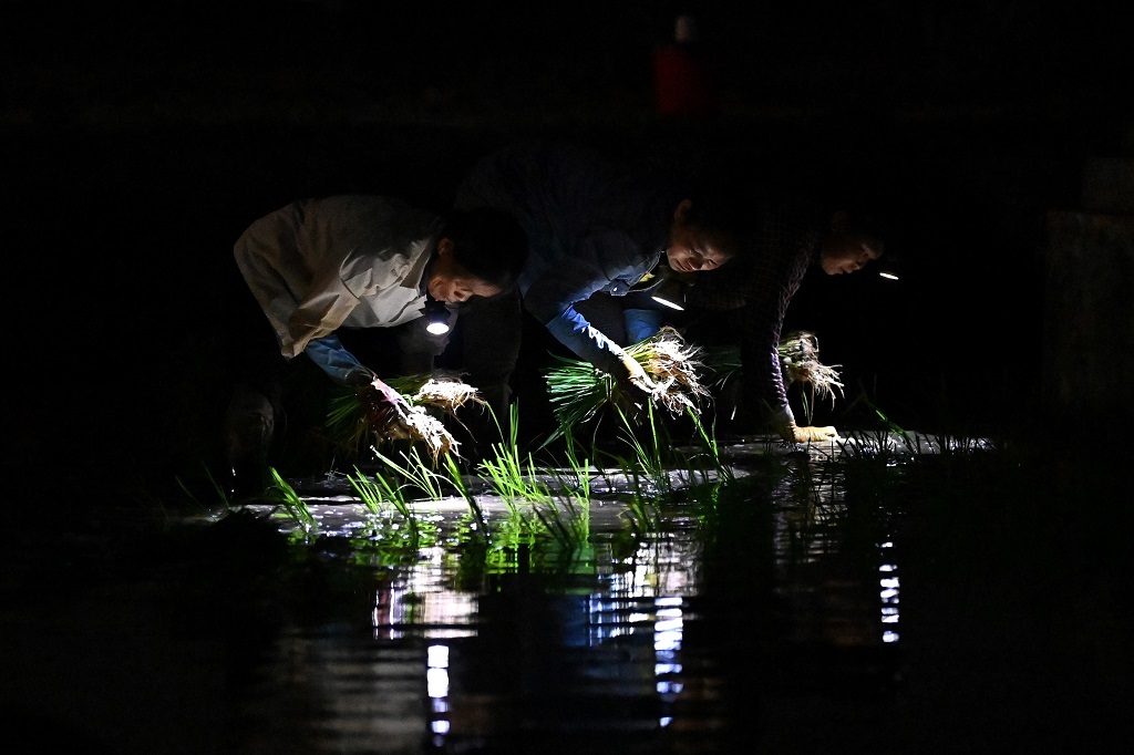 Farmers planting rice on a paddy field at night-time in Hanoi.  